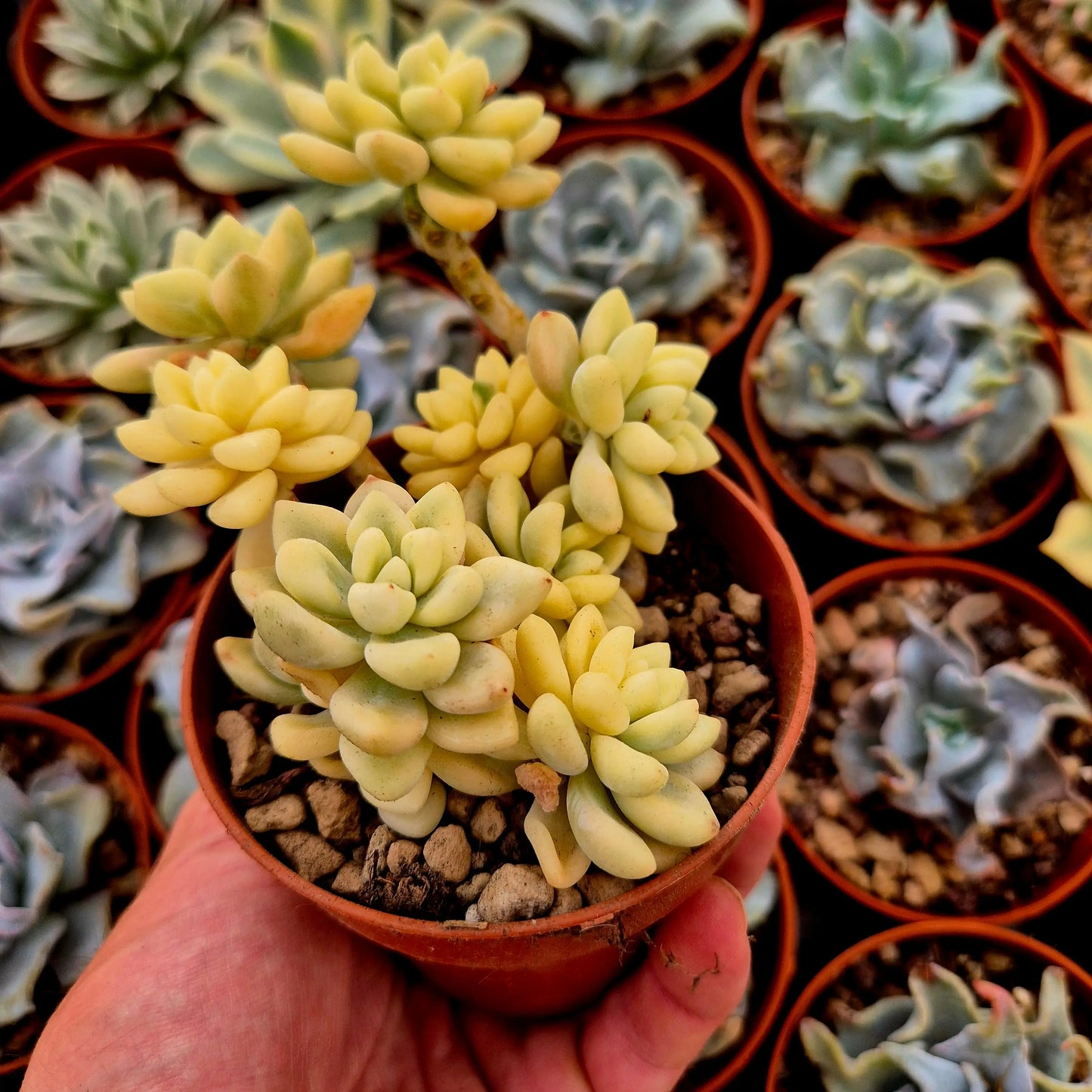 Graptopetalum mendozae variegado