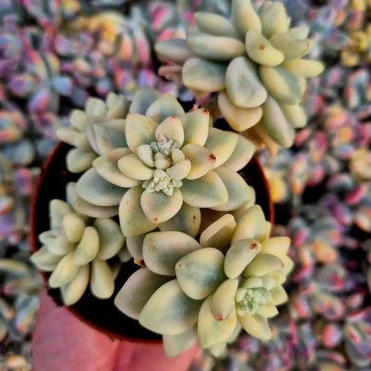 Graptopetalum mendozae variegado