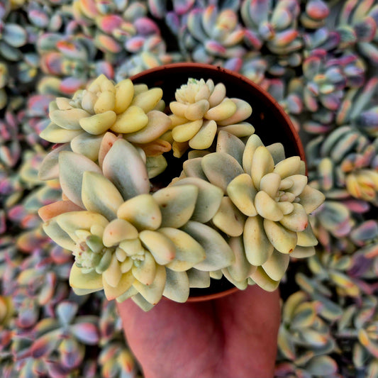 Graptopetalum mendozae variegado