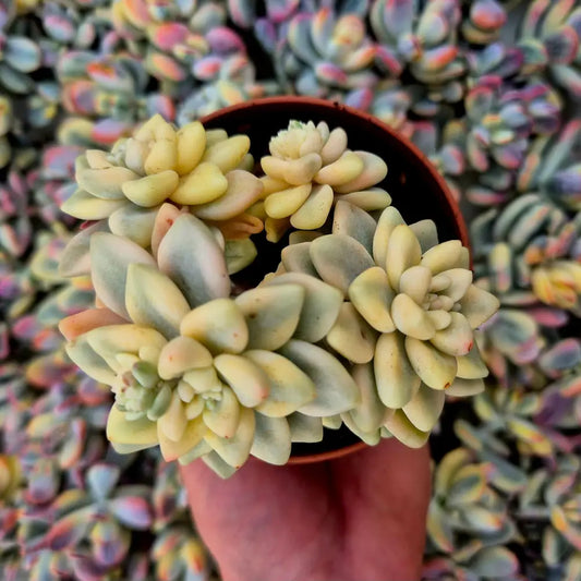 Graptopetalum mendozae variegado