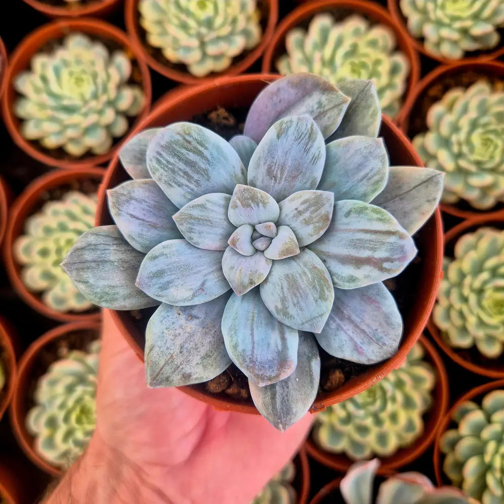 Graptopetalum ’Silverbum’ variegado