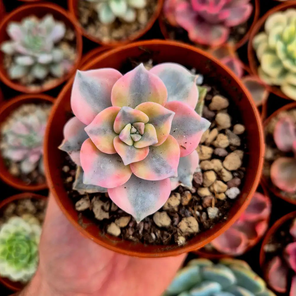 Graptopetalum ’Snow White’ variegado