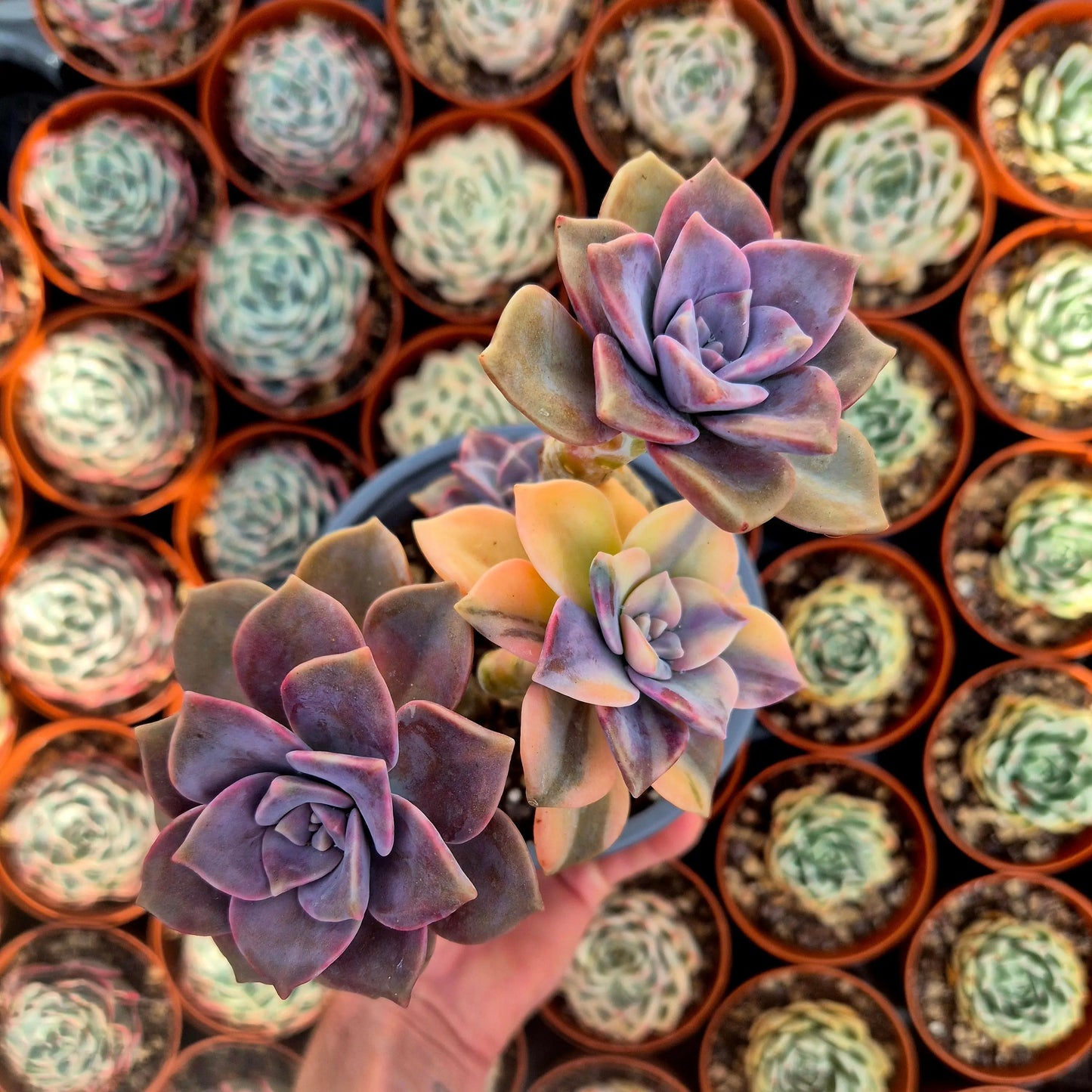 Graptopetalum ’Snow White’ variegado