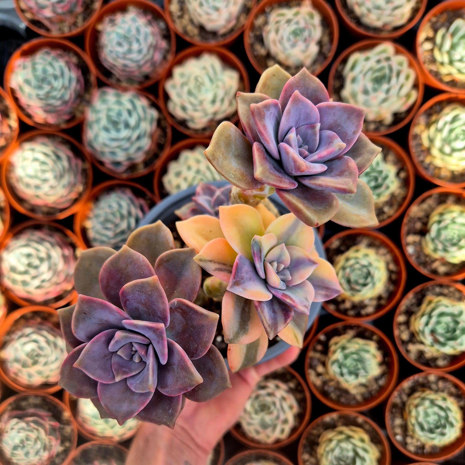 Graptopetalum ’Snow White’ variegado