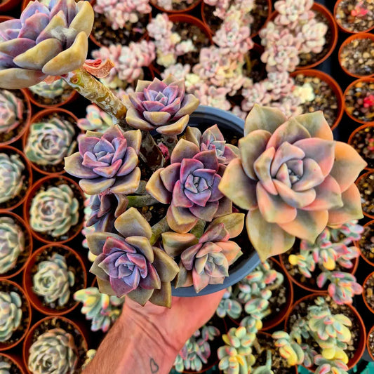 Graptopetalum ’Snow White’ variegado