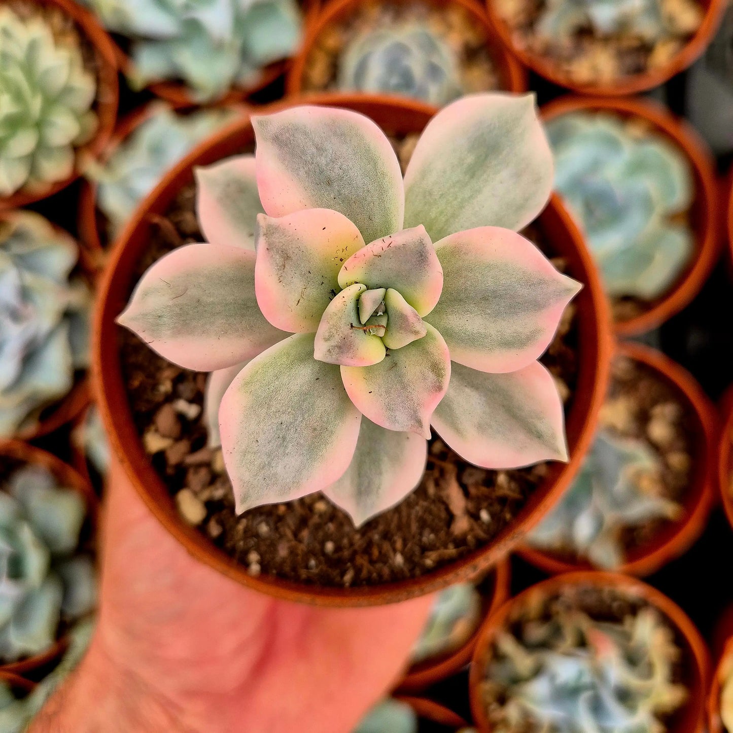 Graptopetalum ’Snow White’ variegado