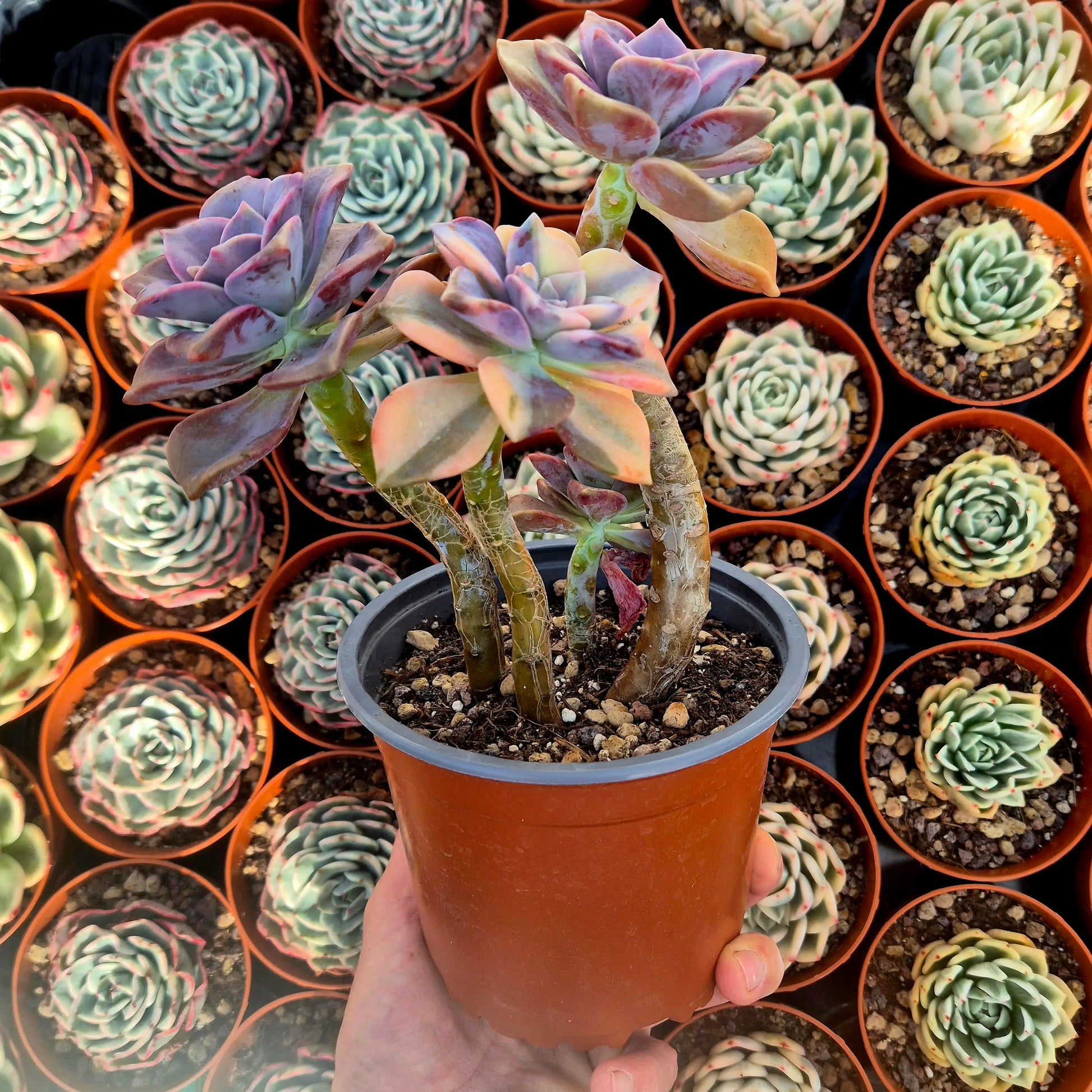 Graptopetalum ’Snow White’ variegado