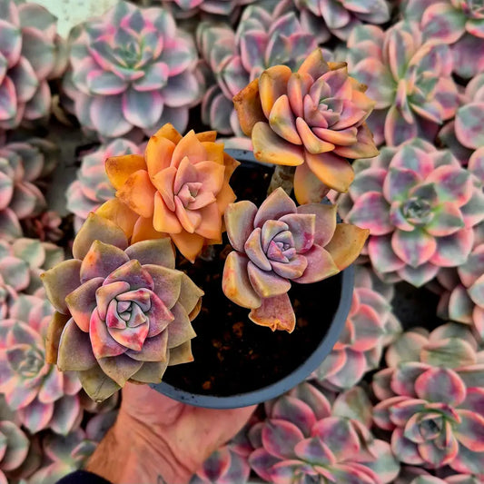 Graptopetalum ’Snow White’ variegado