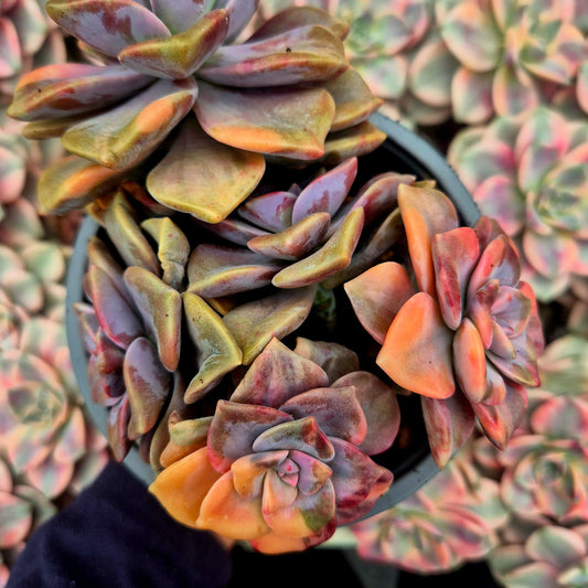 Graptopetalum ’Snow White’ variegado