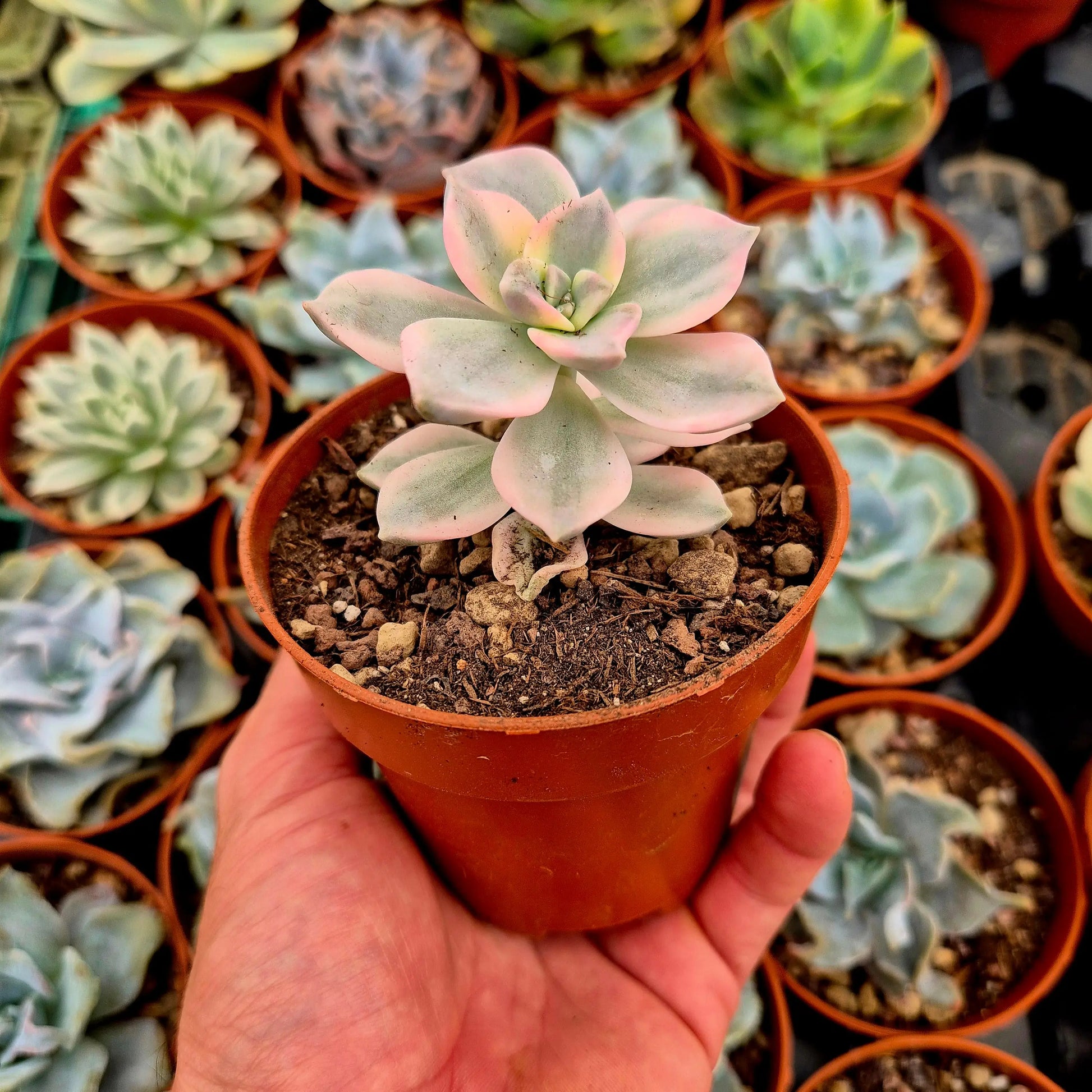 Graptopetalum ’Snow White’ variegado