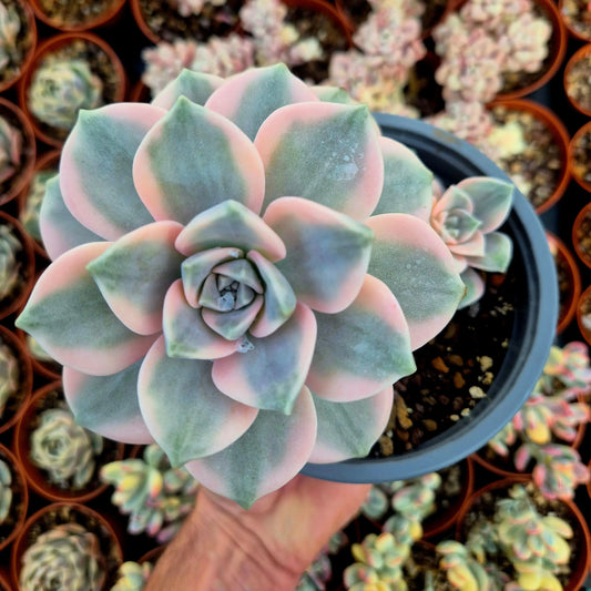 Graptopetalum ’Snow White’ variegado XXL