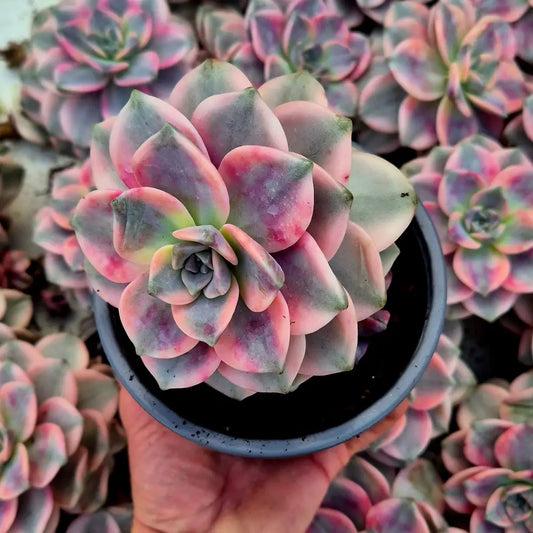 Graptopetalum ’Snow White’ variegado XXL