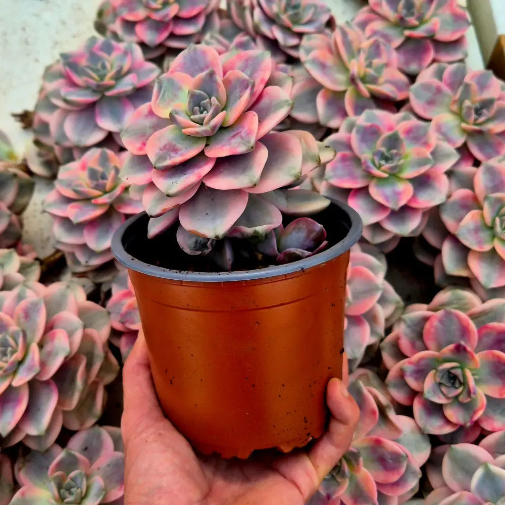 Graptopetalum ’Snow White’ variegado XXL