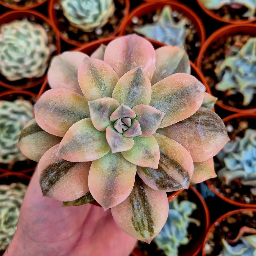 Graptopetalum ’Superbum’ variegado