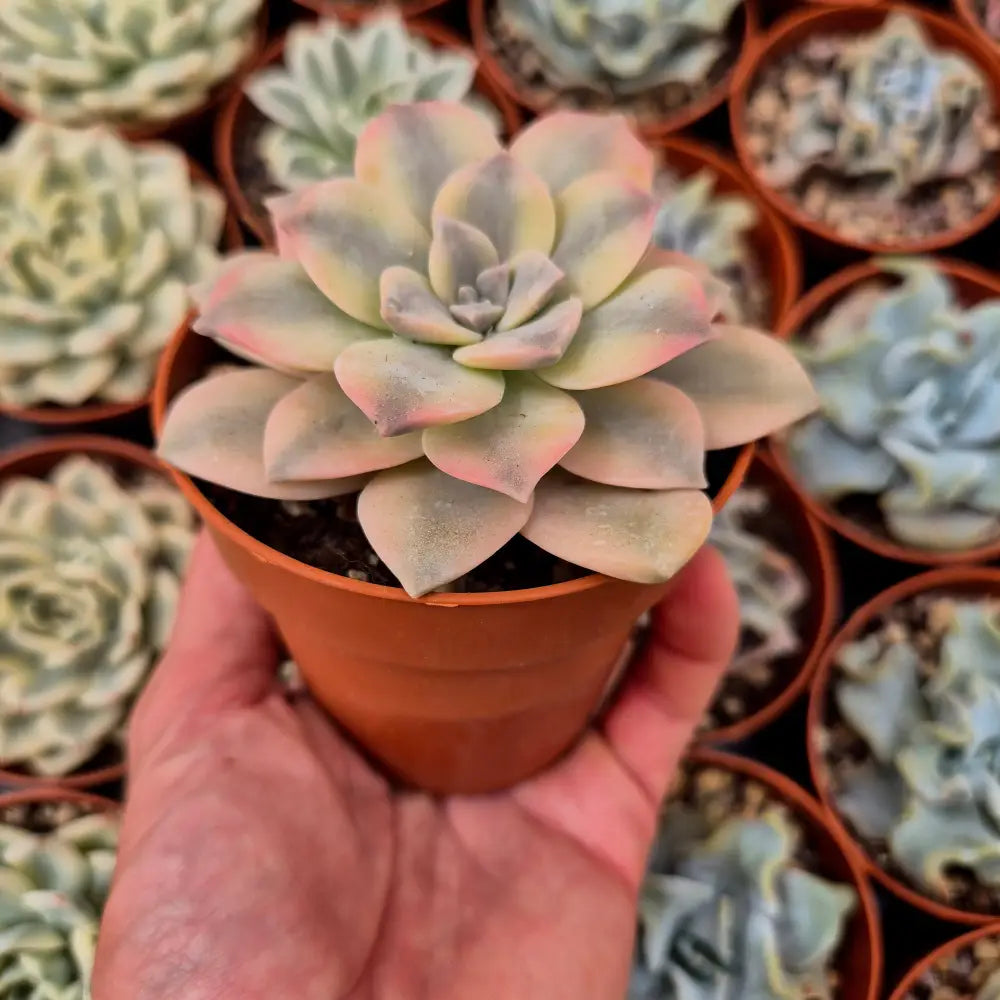 Graptopetalum ’Superbum’ variegado