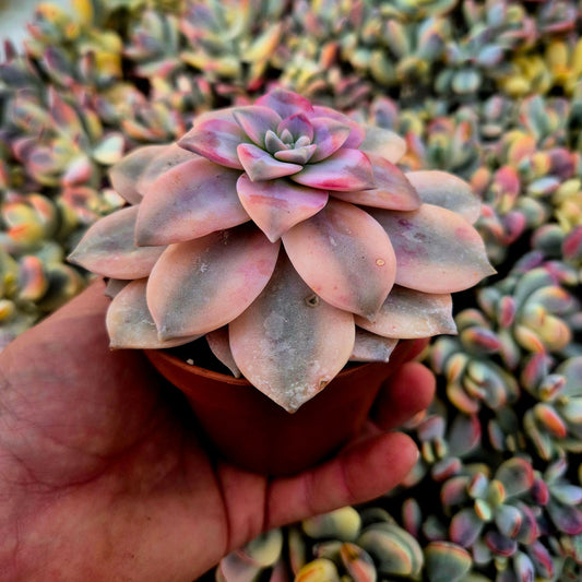Graptopetalum ’Superbum’ variegado