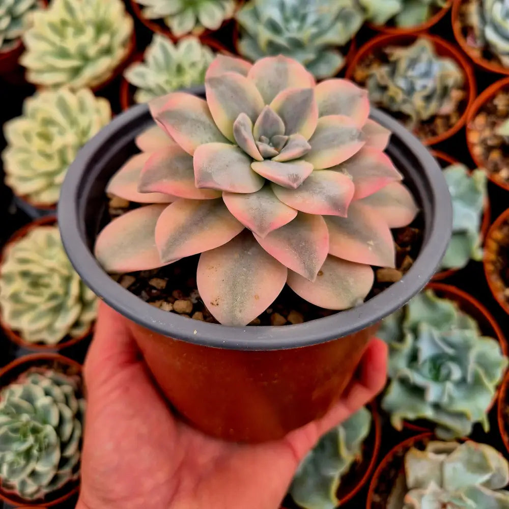 Graptopetalum ’Superbum’ variegado