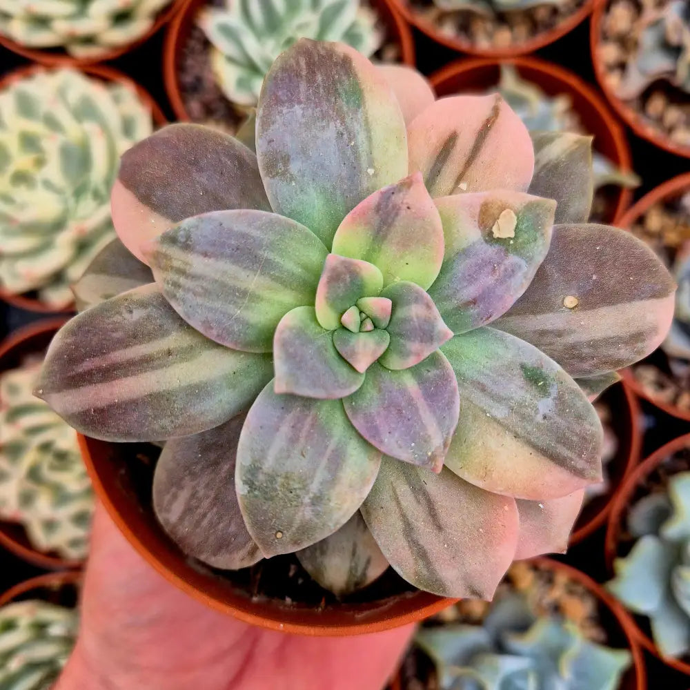 Graptopetalum ’Superbum’ variegado