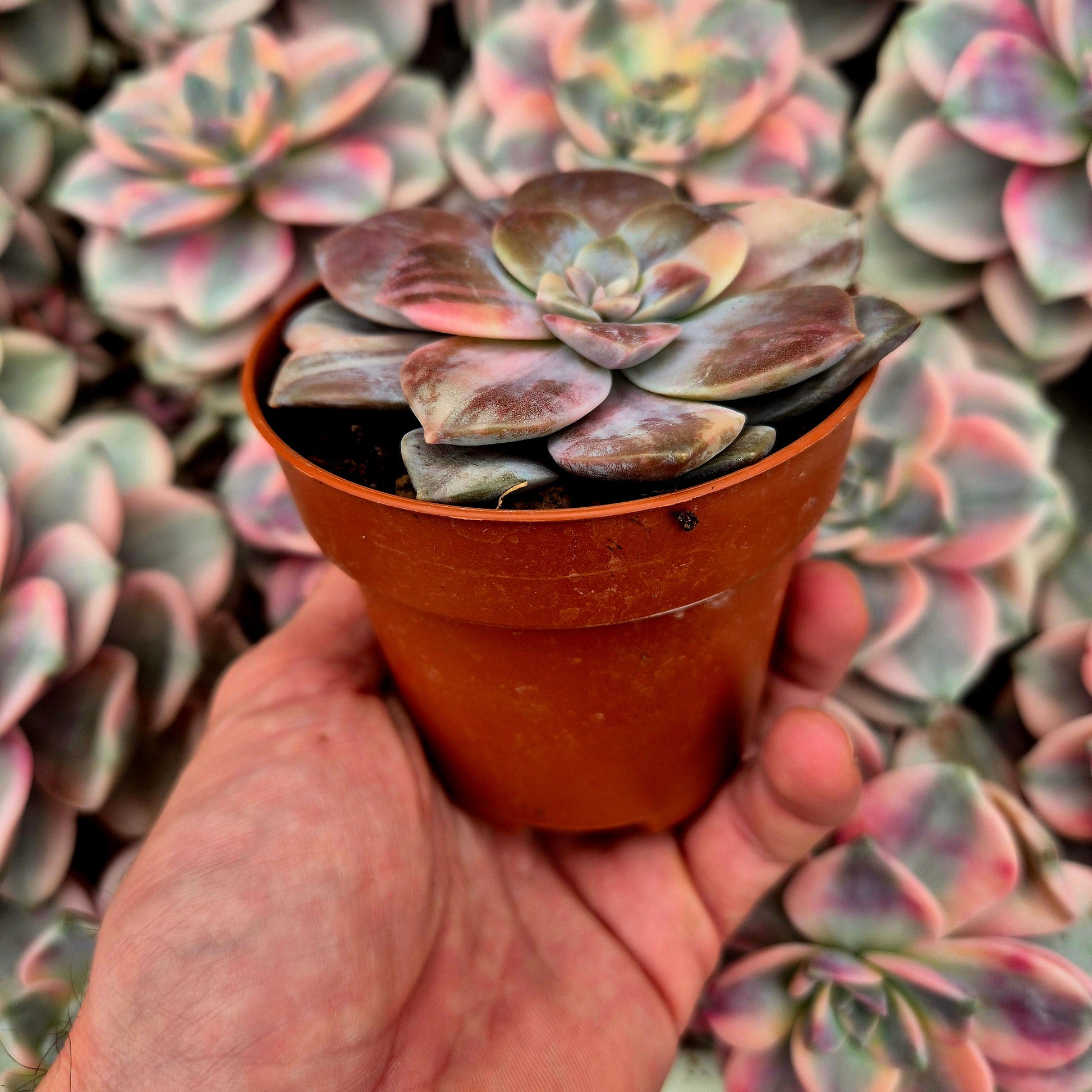 Graptopetalum ’Superbum’ variegado