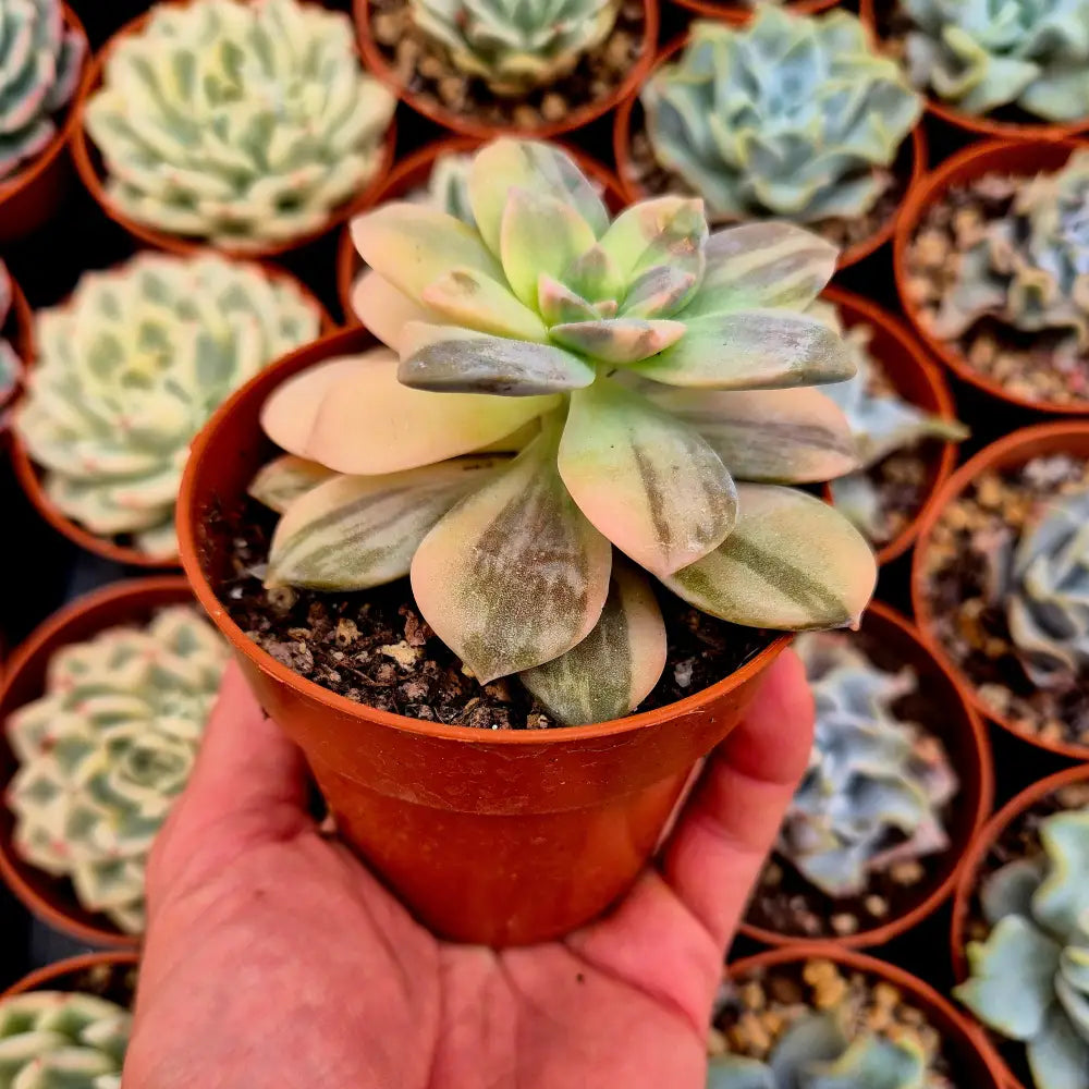 Graptopetalum ’Superbum’ variegado