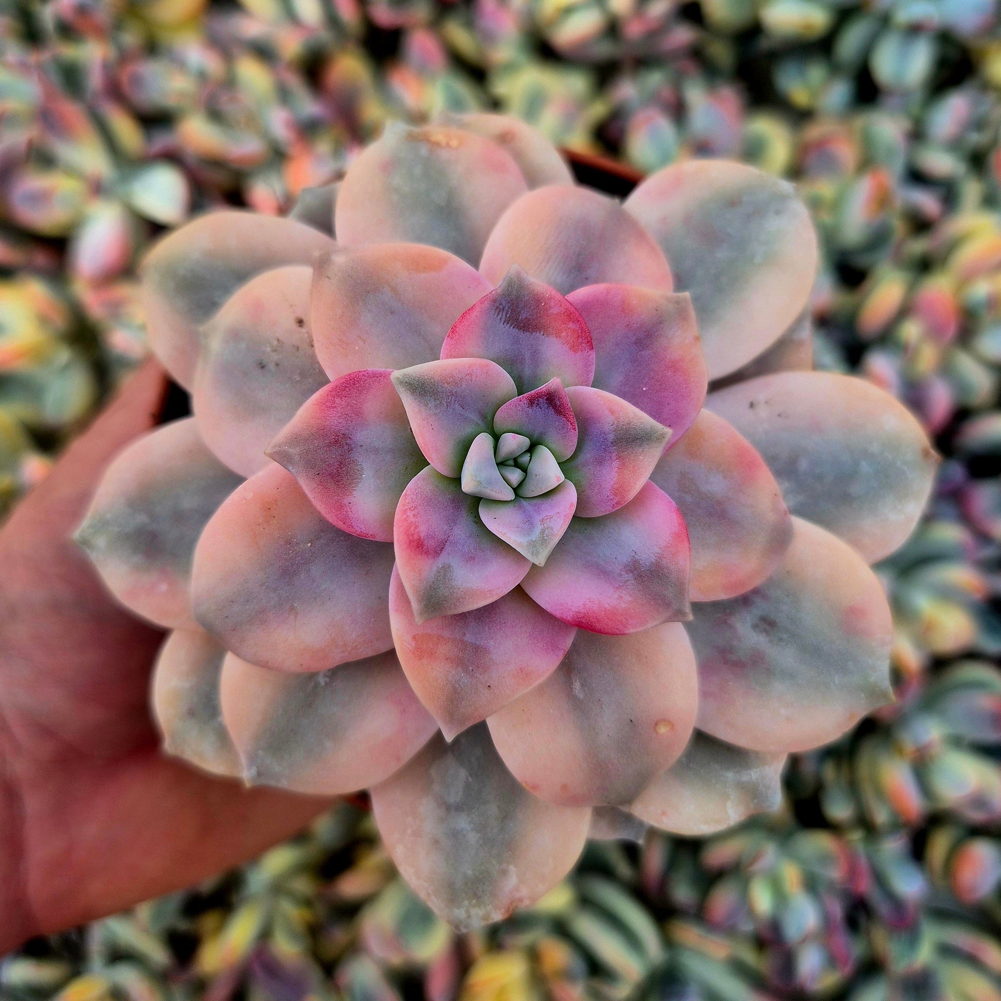Graptopetalum ’Superbum’ variegado
