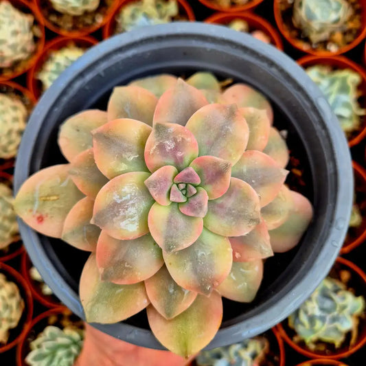 Graptopetalum ’Superbum’ variegado
