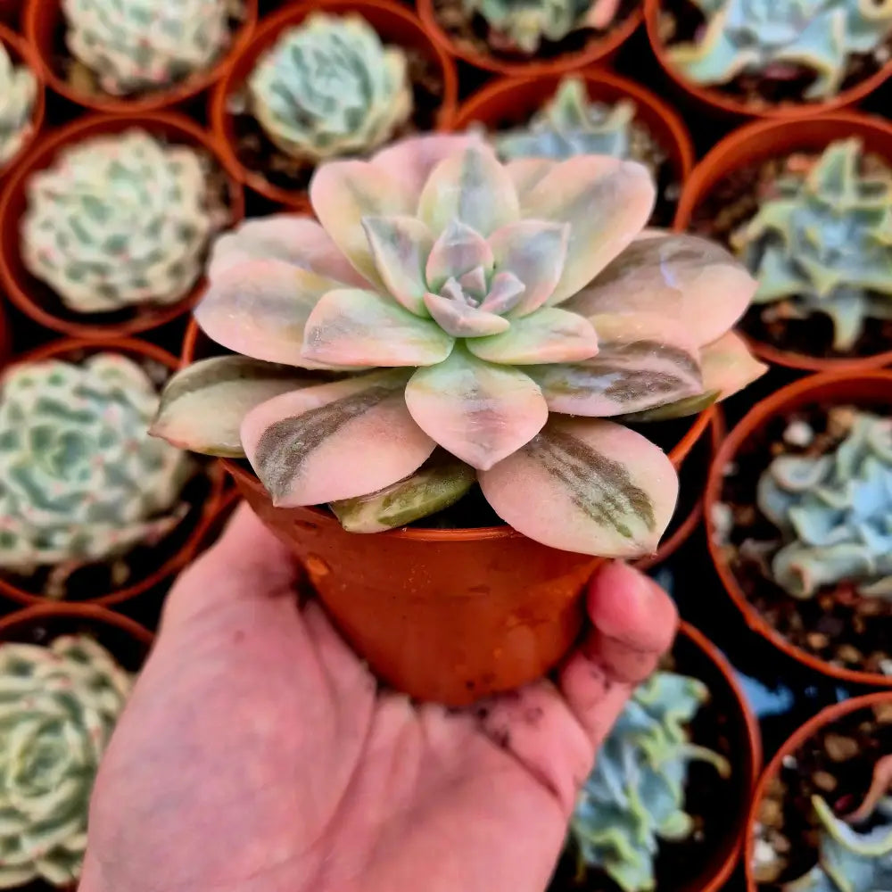 Graptopetalum ’Superbum’ variegado