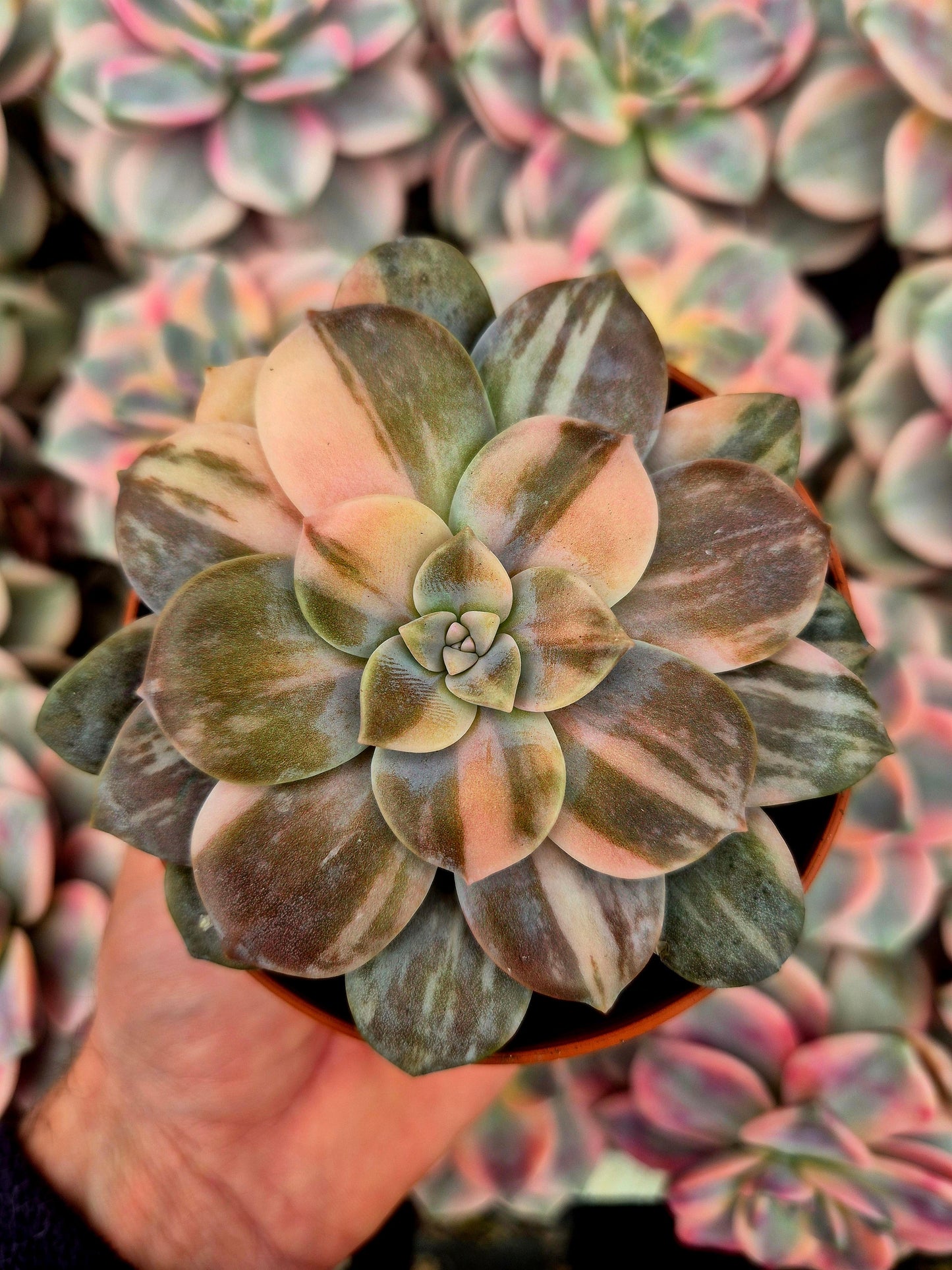 Graptopetalum ’Superbum’ variegado