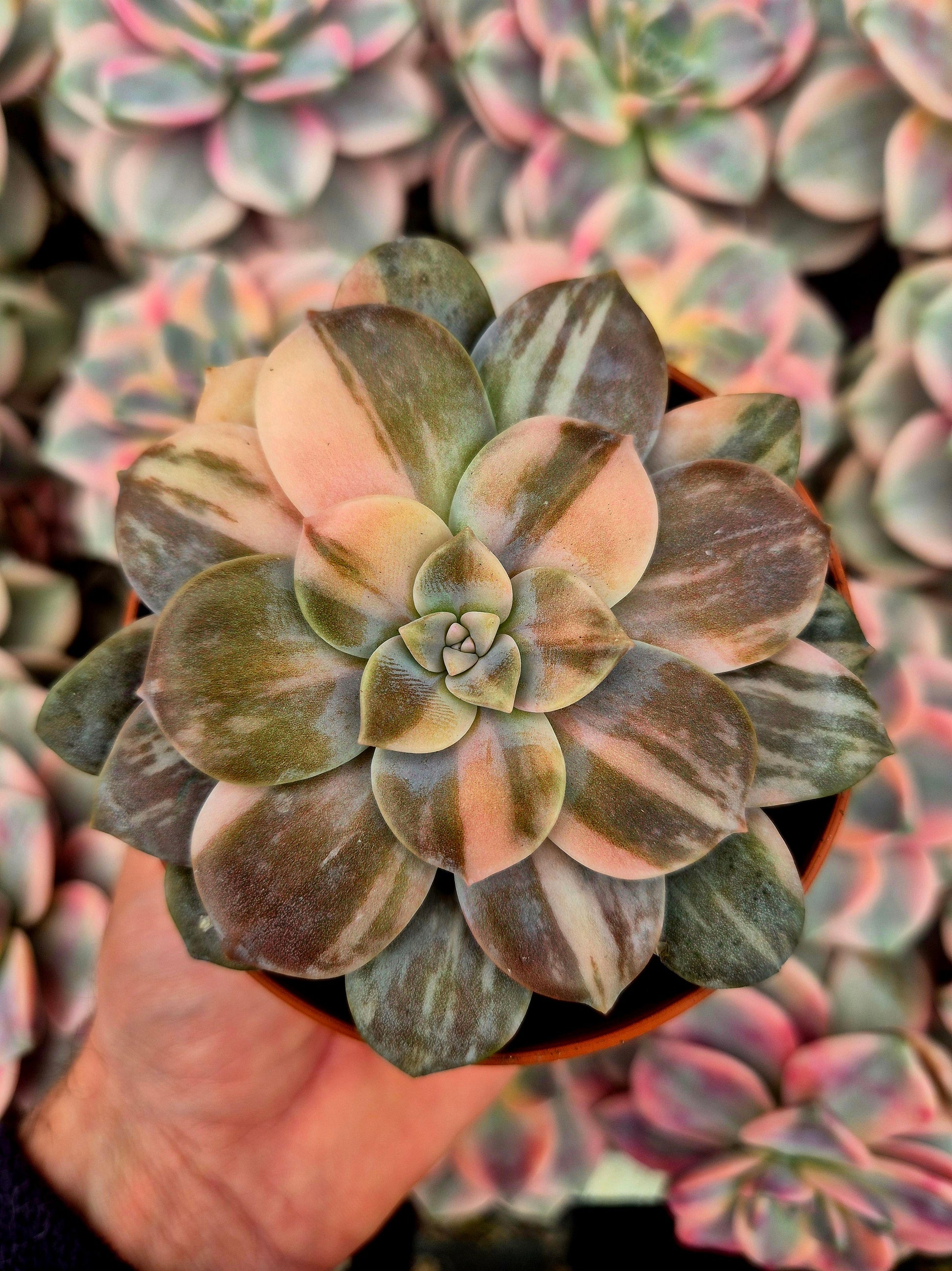 Graptopetalum ’Superbum’ variegado