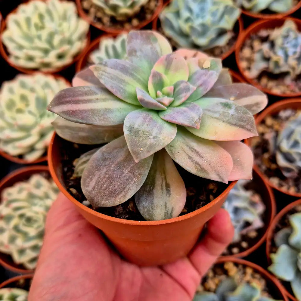 Graptopetalum ’Superbum’ variegado
