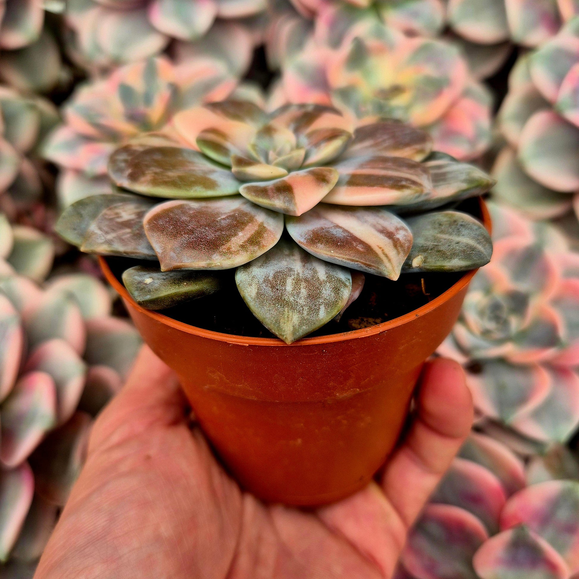 Graptopetalum ’Superbum’ variegado