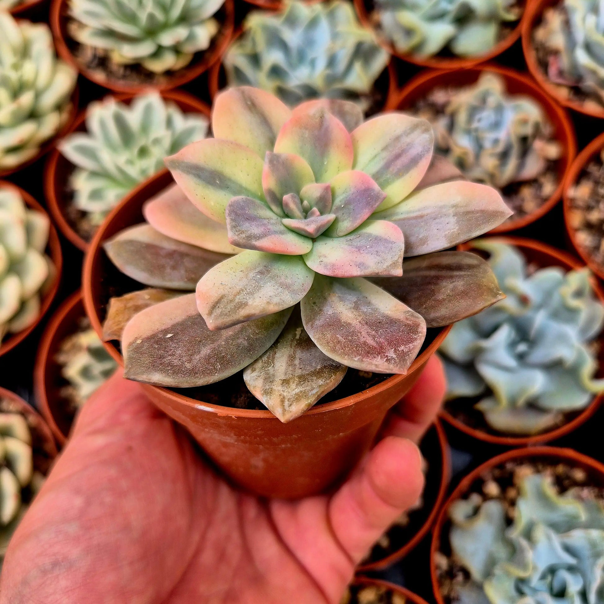 Graptopetalum ’Superbum’ variegado