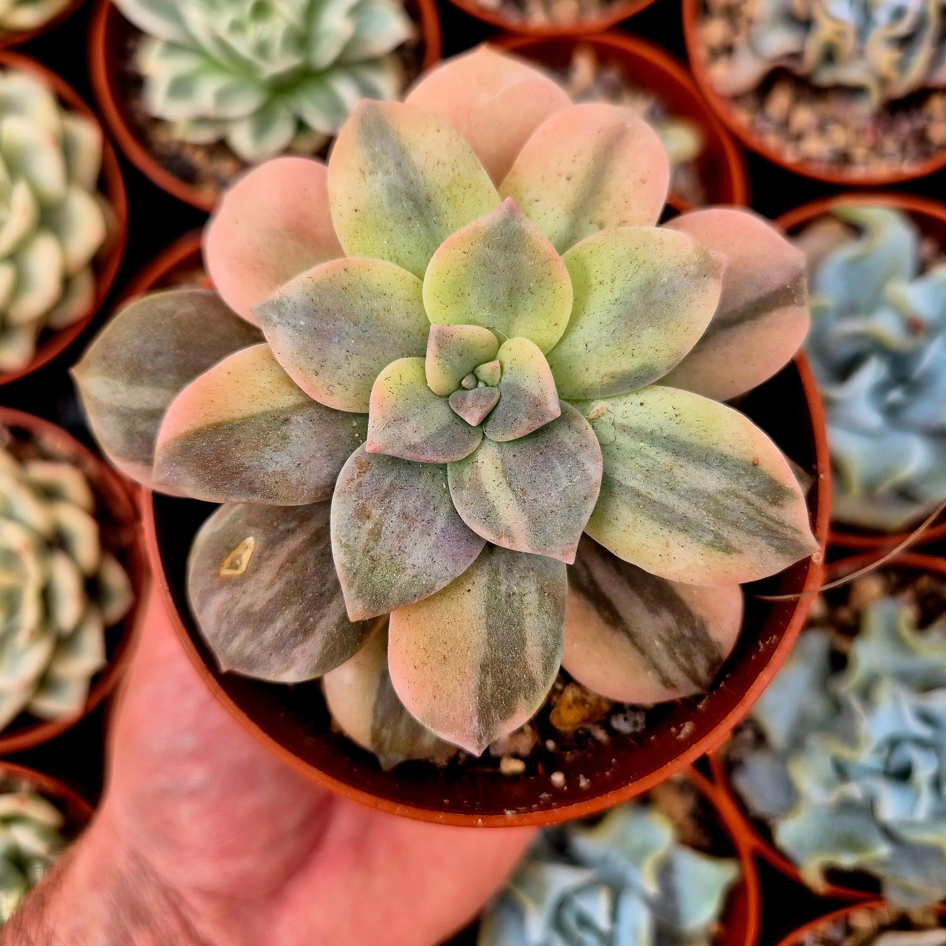 Graptopetalum ’Superbum’ variegado