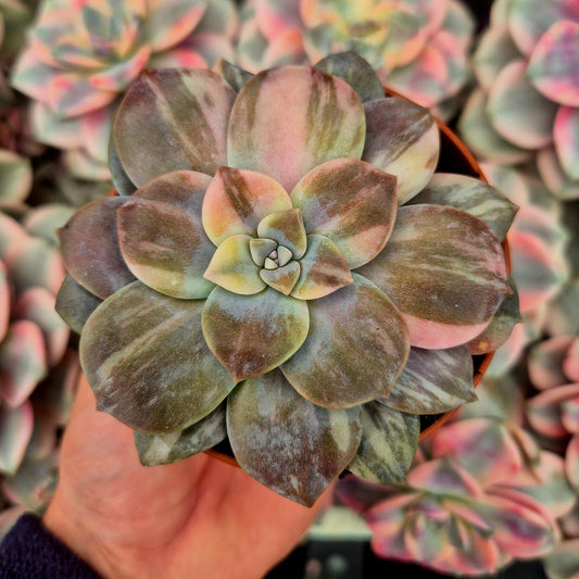 Graptopetalum ’Superbum’ variegado