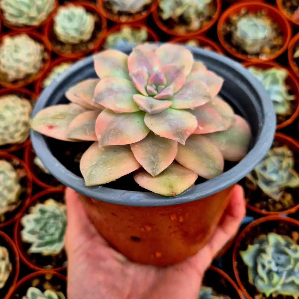 Graptopetalum ’Superbum’ variegado
