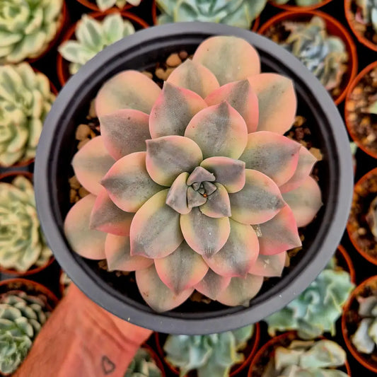 Graptopetalum ’Superbum’ variegado