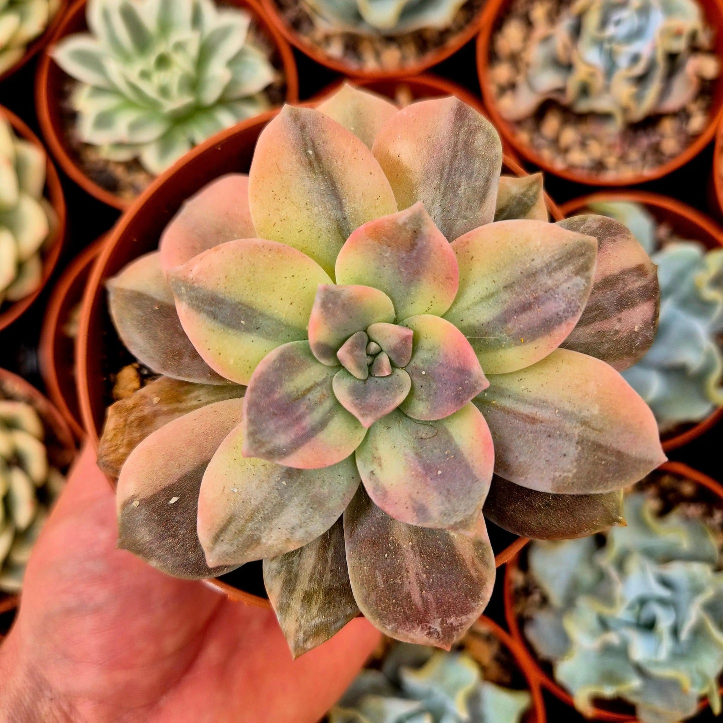 Graptopetalum ’Superbum’ variegado