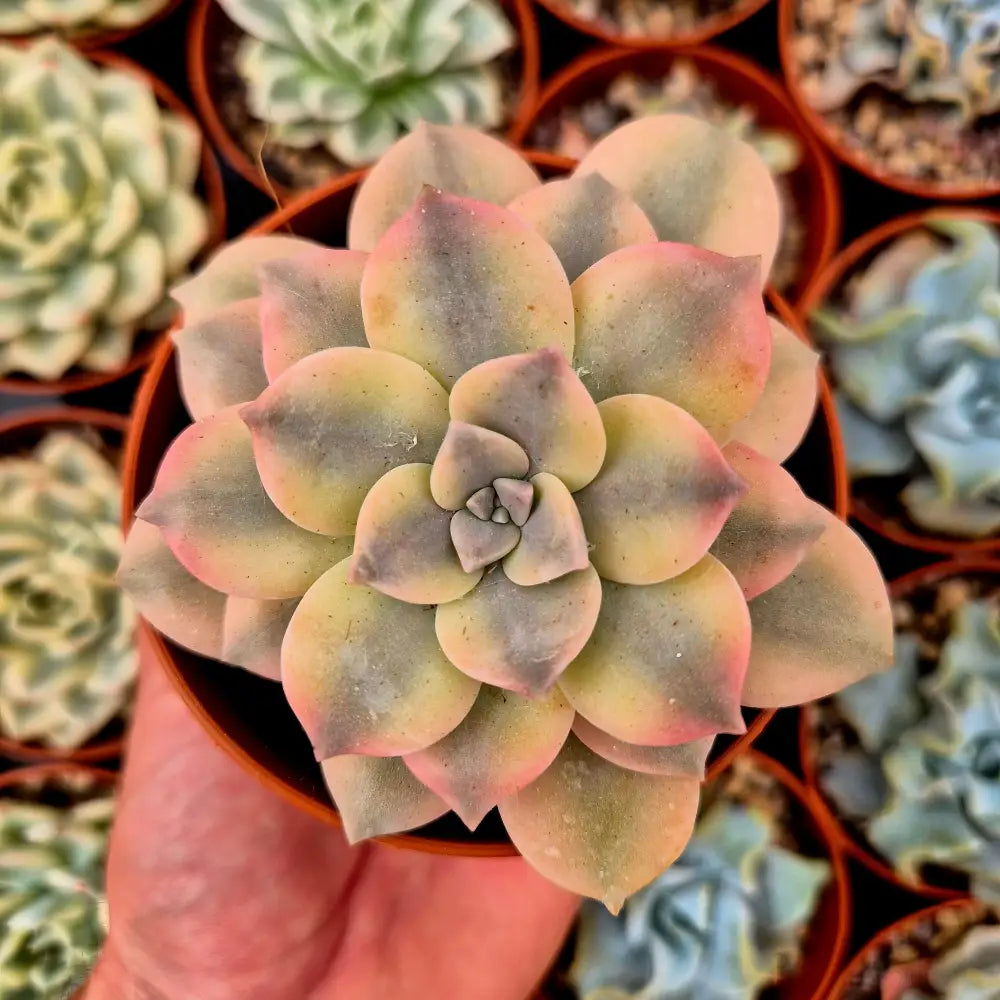 Graptopetalum ’Superbum’ variegado