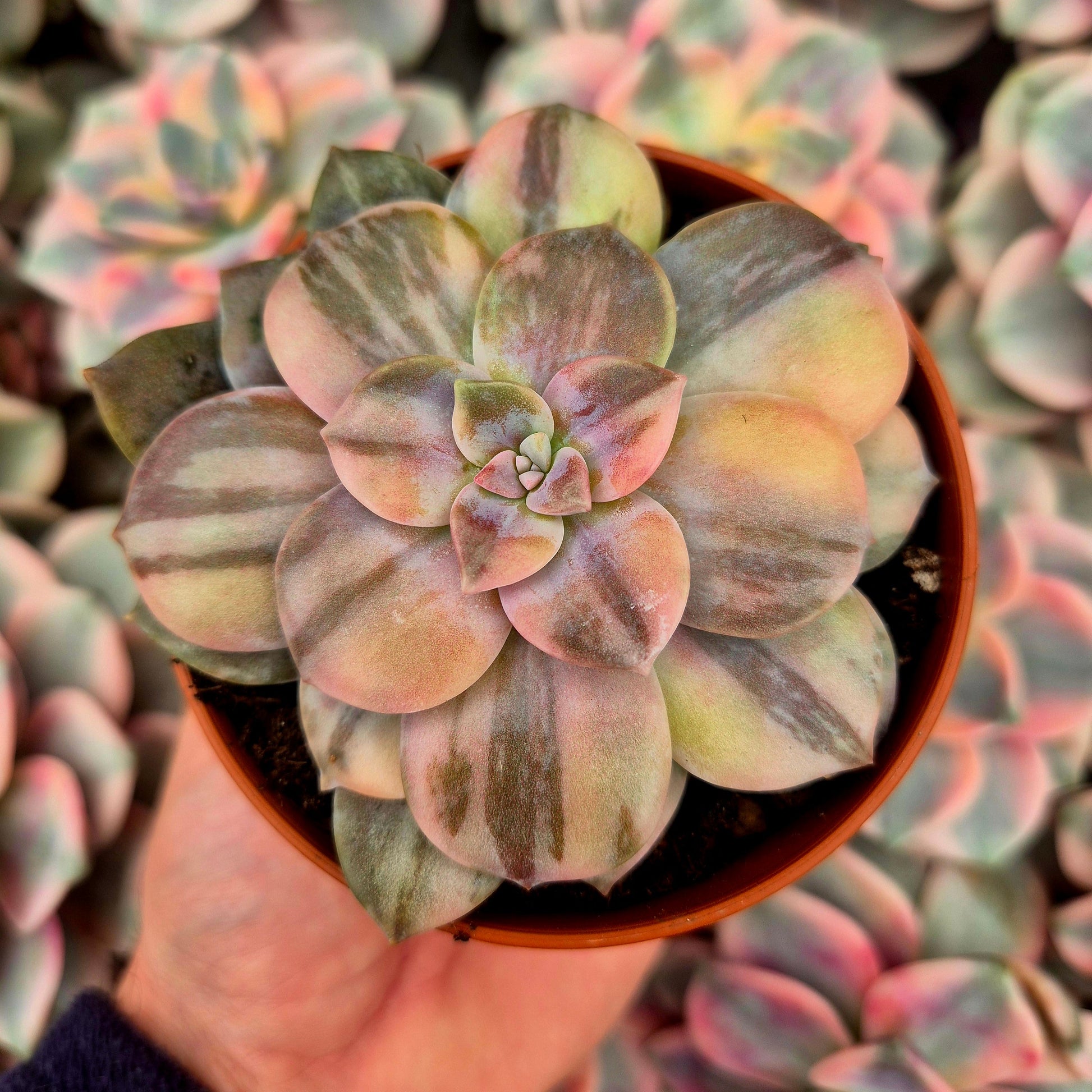 Graptopetalum ’Superbum’ variegado
