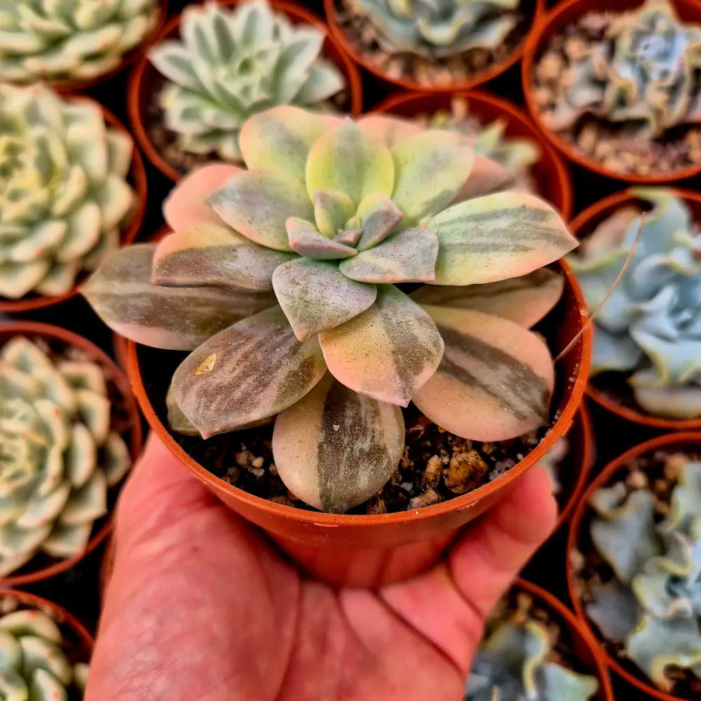 Graptopetalum ’Superbum’ variegado