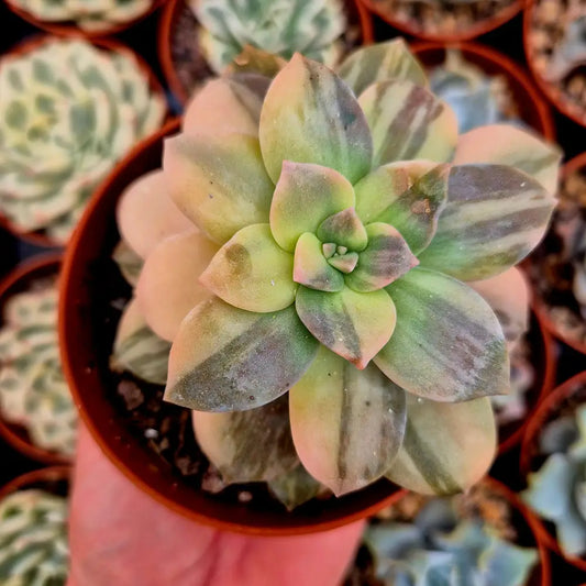 Graptopetalum ’Superbum’ variegado