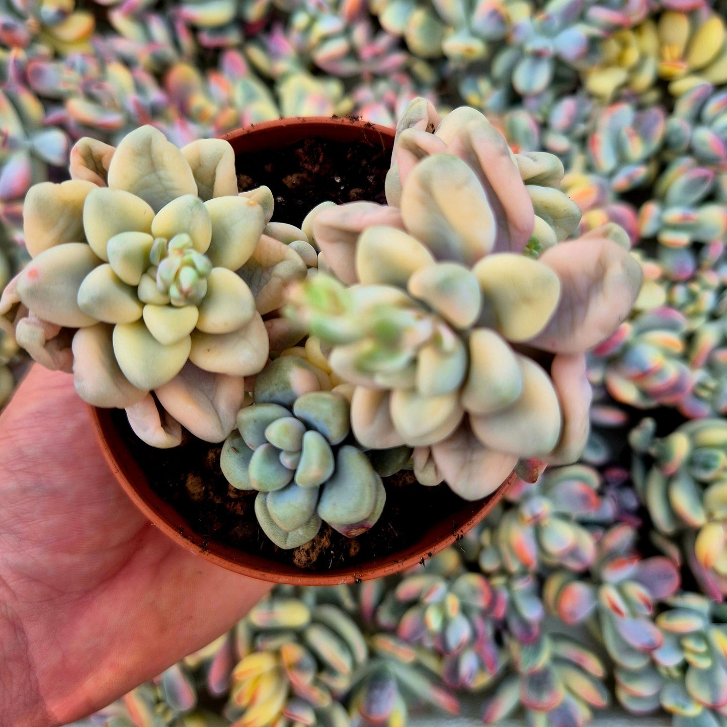 Graptosedum ’Ellen’ variegado