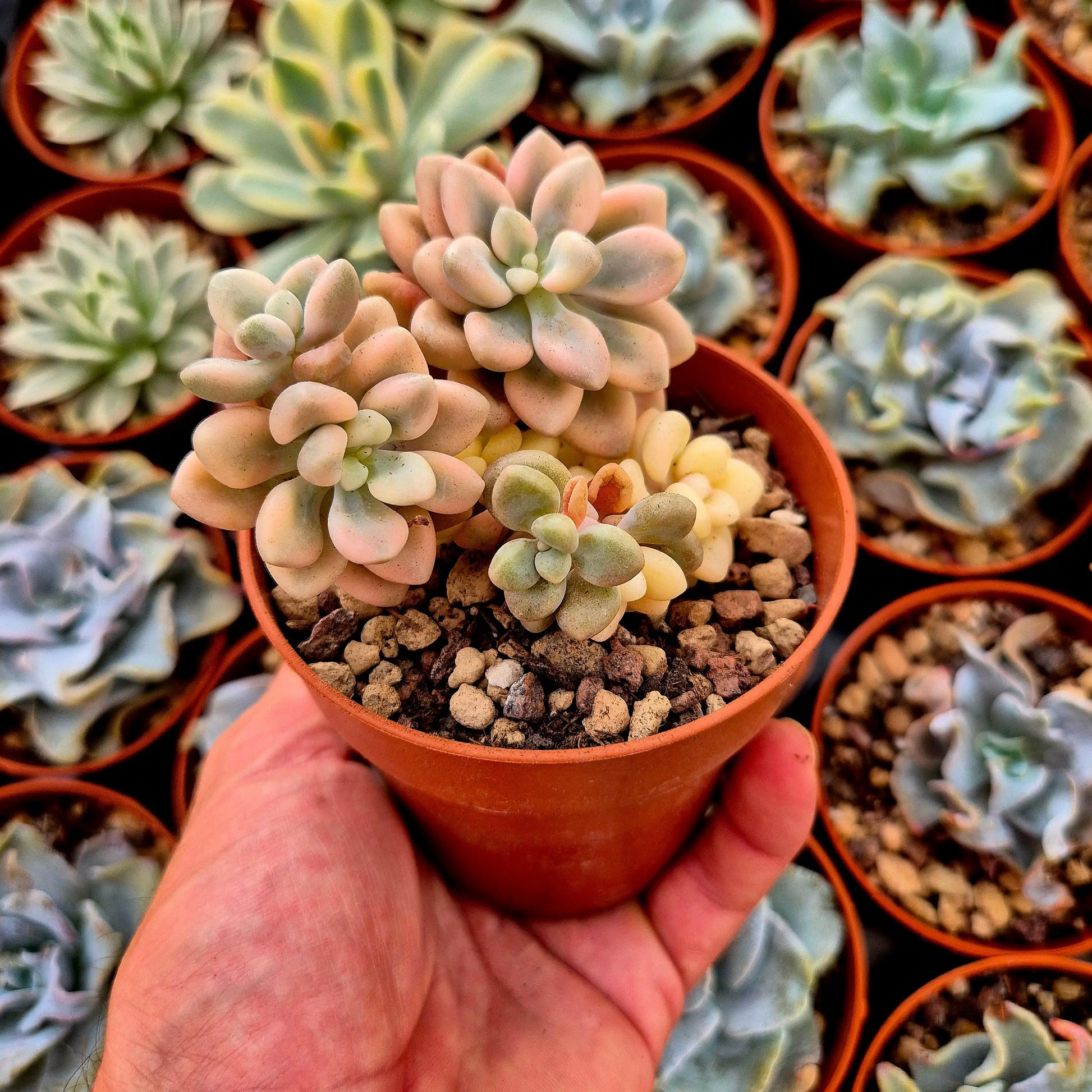 Graptosedum ’Ellen’ variegado
