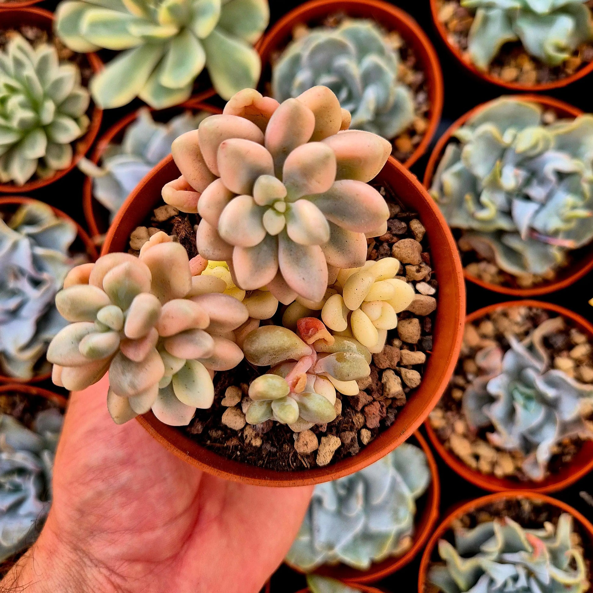 Graptosedum ’Ellen’ variegado