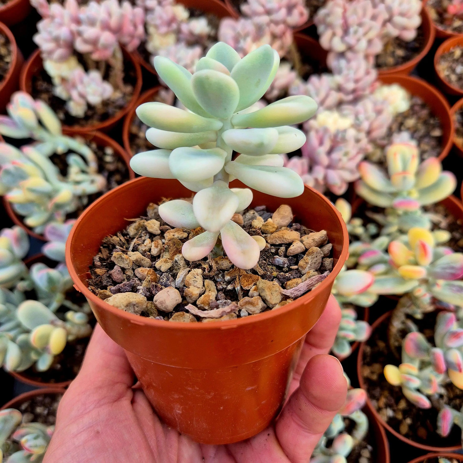 Graptosedum ’Ellen’ variegado