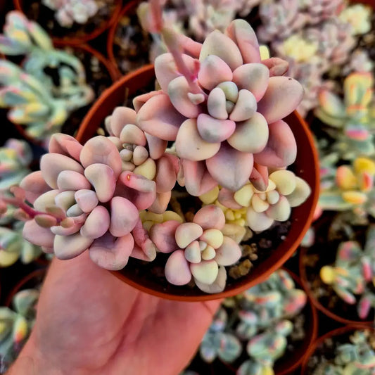 Graptosedum ’Ellen’ variegado