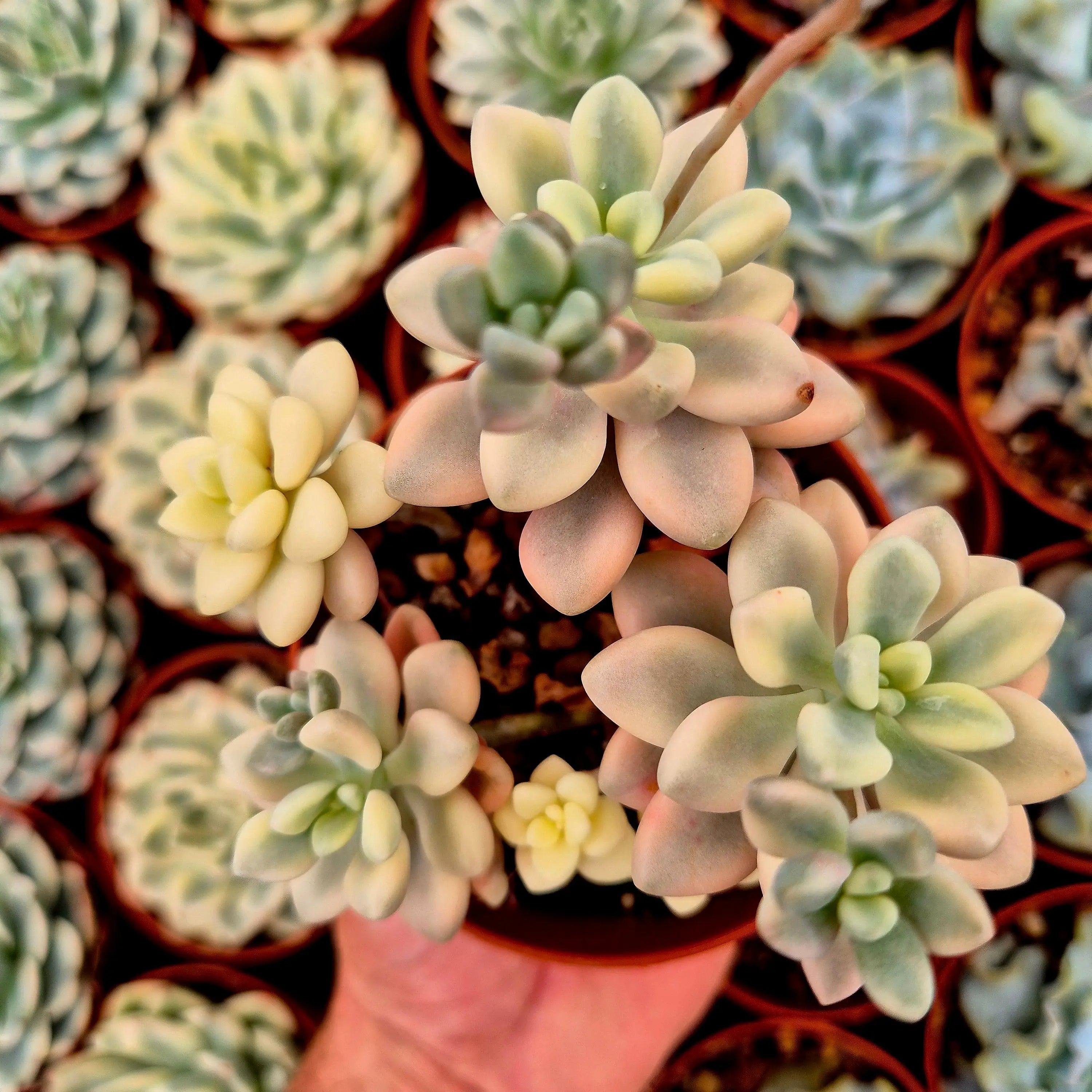 ellen succulent Graptosedum "Ellen" variegated