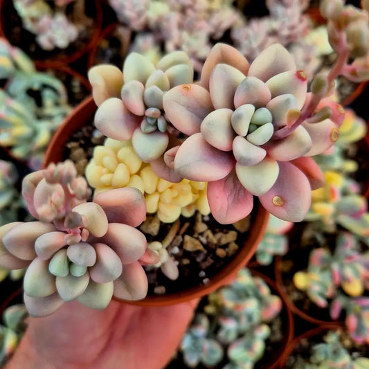 Graptosedum ’Ellen’ variegado