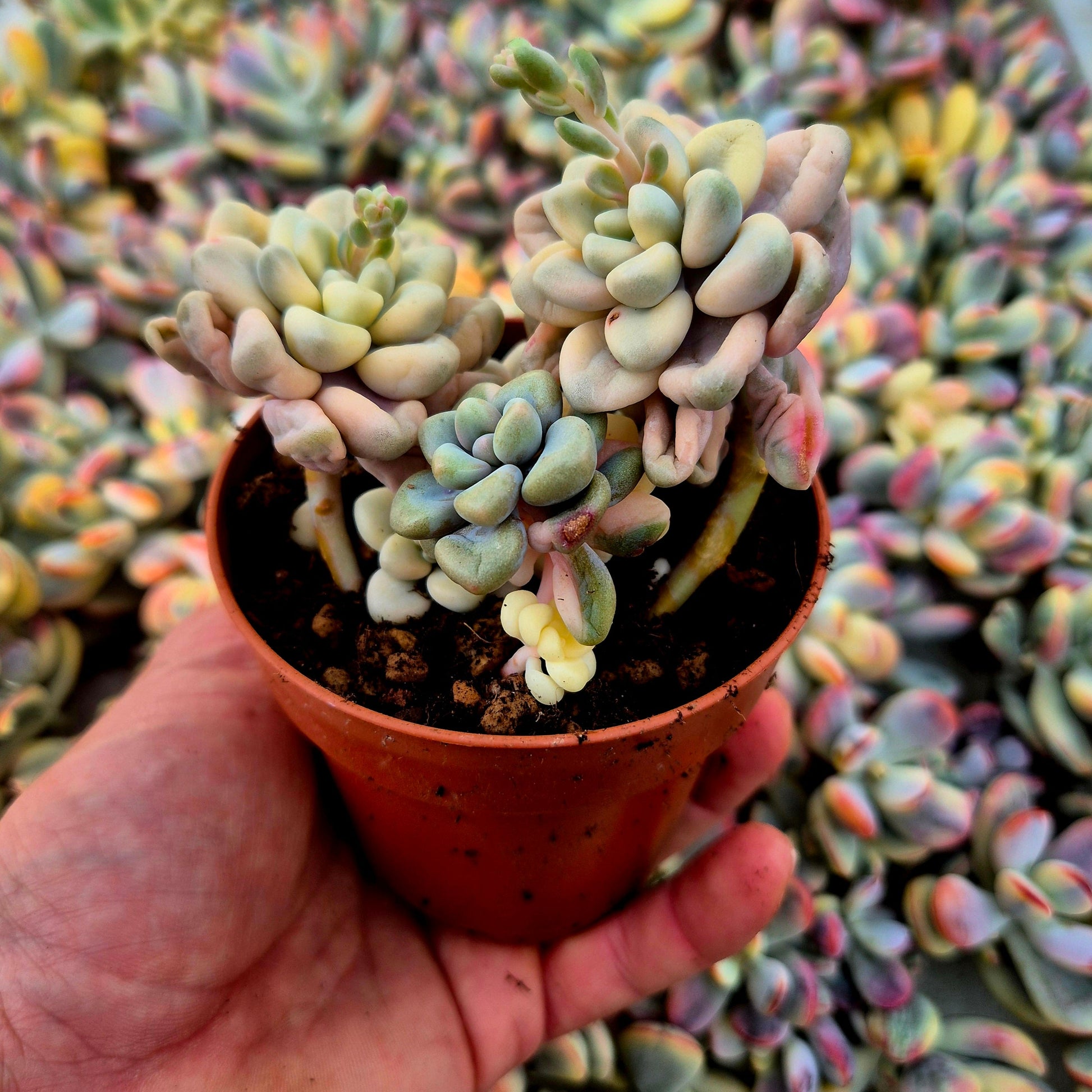 Graptosedum ’Ellen’ variegado