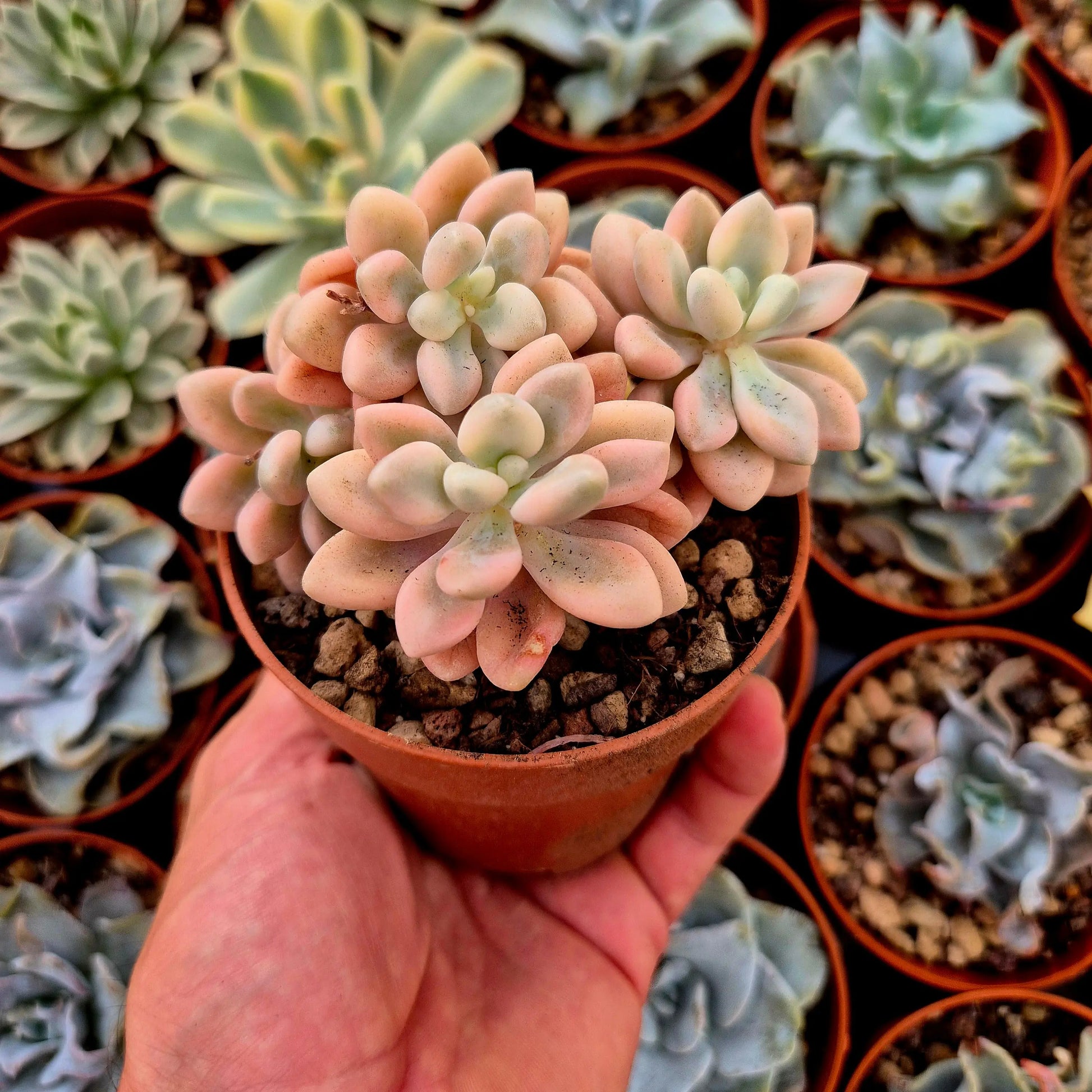 Graptosedum ’Ellen’ variegado